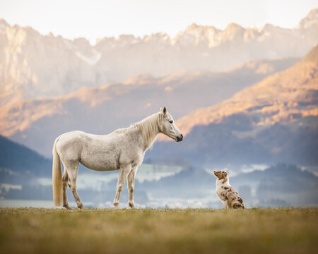 Hund und Pferd vor Bergpanorama