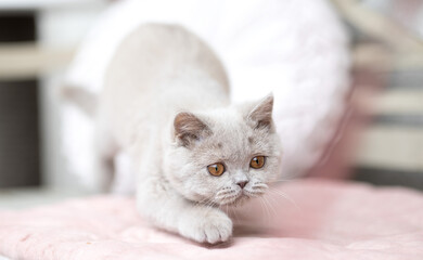 Luxus Katzen , Britisch Kurzhaar edel Kitten