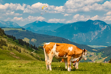 Fototapeta na wymiar Alpine summer view with cows and a paraglider at Mount Markbachjoch, Niederau, Wildschoenau, Tyrol, Austria