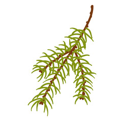 Branches of coniferous spruce, pine, arborvitae. Elements of Christmas and New Year decors. Vector graphics.	