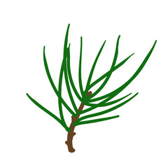 Branches of coniferous spruce, pine, arborvitae. Elements of Christmas and New Year decors. Vector graphics.	