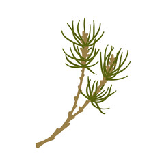 Branches of coniferous spruce, pine, arborvitae. Elements of Christmas and New Year decors. Vector graphics.	