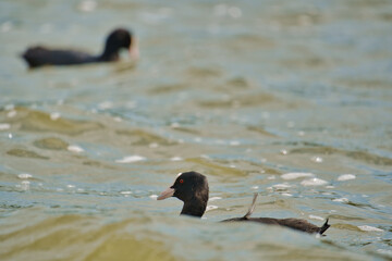 Blässhuhn coot