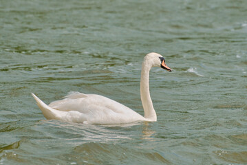 Schwan