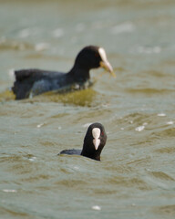 Blässhuhn coot