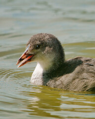 Blässhuhn coot