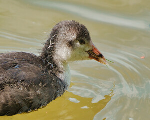 Blässhuhn coot