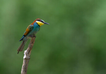 Bee-eater on a twig