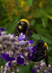 Bumble Bee Pollination