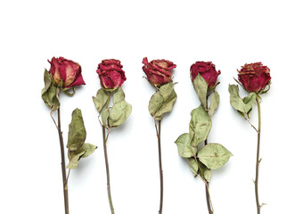 Dry roses on a white background, top view, copy space. Unhappy love, loneliness, sadness, old age,...