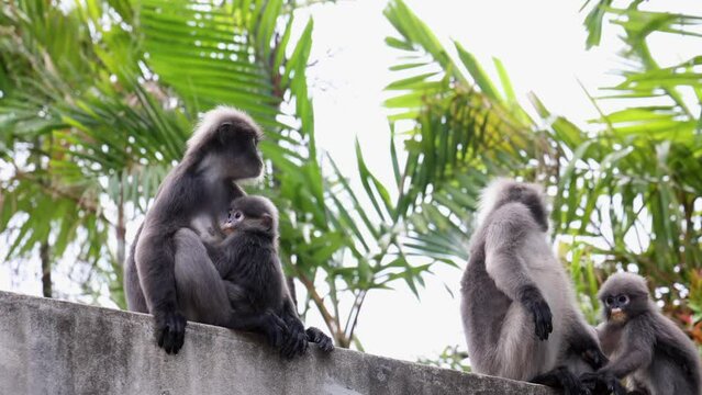 family of Dark leaf monkeys, Langur in the forest eating green leaves, Railay, Krabi, Thailand