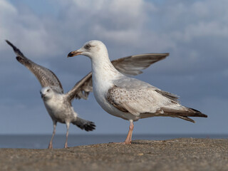 Fototapeta na wymiar Herring Gull immature birds on the sea wall