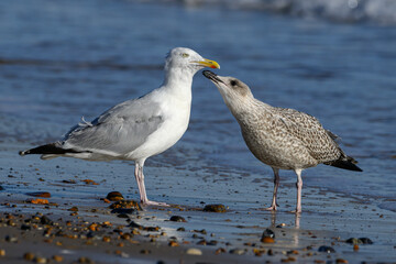Herring Gull, immature bird begging for food from parent bird