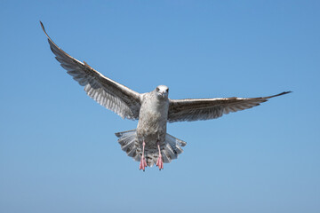 Herring Gull, juvenile bird in flight