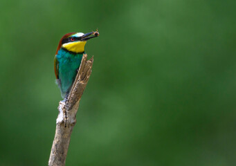 Bee eater with prey