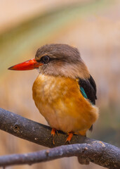 Brown Hooded Kingfisher (Halcyon albiventris) - Vibrant Beauty in Earthy Tones