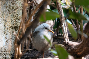 Enigmatic Kagu (Rhynochetos jubatus) - A Symbol of New Caledonia's Mystique