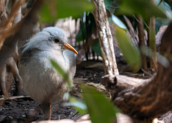 Fototapeta premium Enigmatic Kagu (Rhynochetos jubatus) - A Symbol of New Caledonia's Mystique