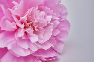 Bouquet of stylish peonies close-up. Pink peony flowers. Close-up of flower petals. Floral greeting card or wallpaper. Delicate abstract floral pastel background 