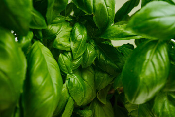 Green sweet basil plants. Organic products from the farm