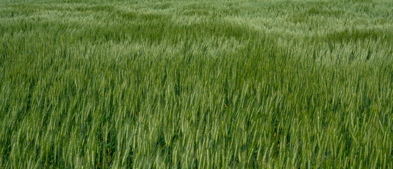 Close-up panorama of a field of green wheat that has shapes cause by a strong wind.
