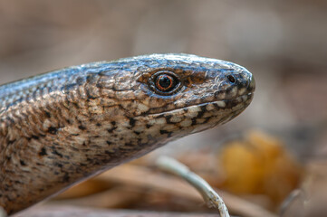 Zaskroniec zwyczajny (Natrix natrix) grass snake