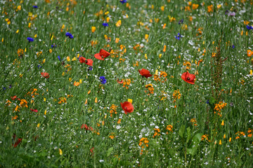 A beautiful and colorful wildflower patch in a Yard in Windsor in Upstate NY.. Just flowers, color, and birds singing on a Summer Morning in NY.