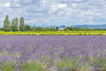 Fototapeta na wymiar champs de lavande en Provence 