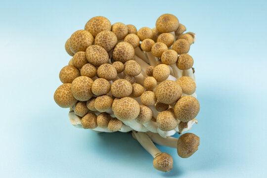 groupe de champignons bruns bunas Himeji isol&eacute;	