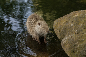 a female animal looking like a beaver but it is a coyou in germany in the wild