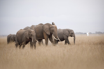 Walking African elephants.  Amboseli Reserve.