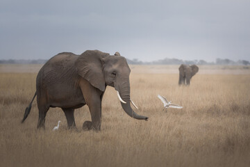 Walking elephants. Amboseli National Park. African elephants