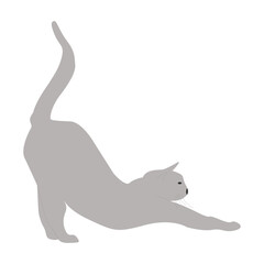 silhouette of a gray cat arches with pleasure