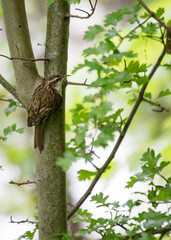 European Treecreeper (Certhia familiaris) - Nature's Tiny Tree Climber