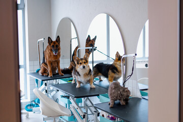 animals in the salon before the start of grooming, haircuts of corgi dogs and shepherd dogs and cats care of domestic pets
