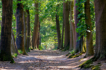 Gravel nature path through the trees along the side, The Pieterpad is a long distance walking route...