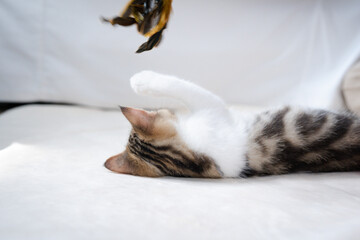 scottish straight tabby classic kitten play and relax on floor