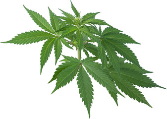 cannabis, hemp plant cut out on transparent background.