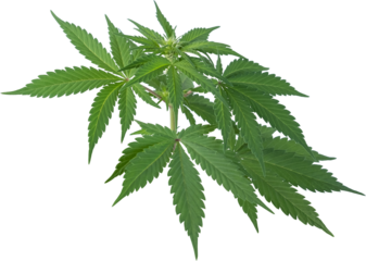 cannabis, hemp plant cut out on transparent background.