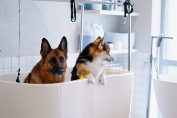 cute big shepherd and corgi dog in the grooming salon in the big bathroom before washing pet care...
