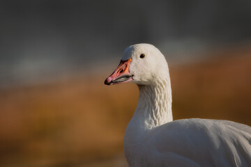 Closeup portrait of a white goose 