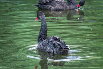 Obraz premium A graceful black swan with a red beak is swimming on a lake with dark green water. Cygnus atratus