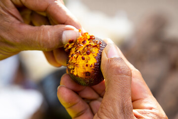 The aguaje is the fruit of a palm tree widely cultivated in the humid areas of South America. This can be eaten fresh and is very nutritious.