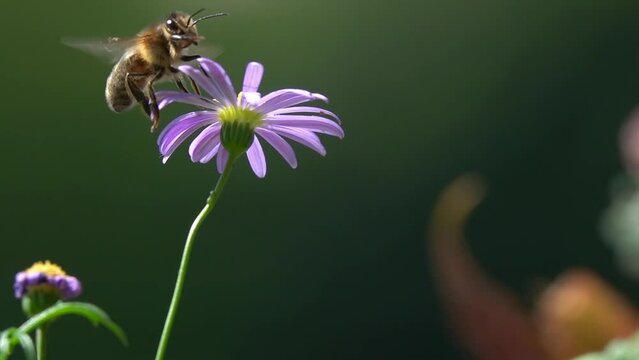 Bees, Flying on Flower. closeup view. Slow-motion. purple violet daisy flower. Funny bee