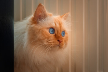 Beautiful blue-eyed Birman cat looking worried