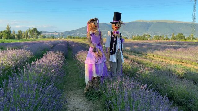 A beautiful couple of scarecrow in a lavender field in Umbria
