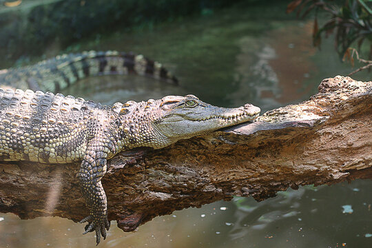 The crocodile is resting on a tree trunk in the zoo