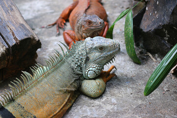 Two Green iguanas are resting inside, close-up photo