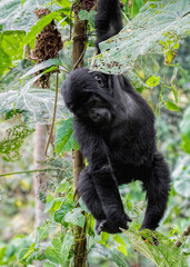 Mountain Gorilla