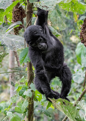 Obraz premium Mountain Gorilla